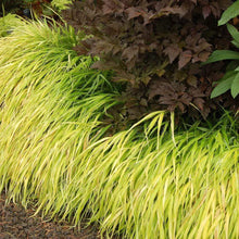 Load image into Gallery viewer, All-Gold Japanese Forest Grass