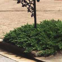 Load image into Gallery viewer, Sargent Green Juniper Shrubs