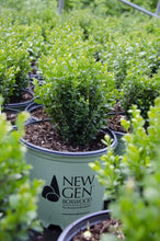 Load image into Gallery viewer, NewGen Freedom Boxwood Shrubs