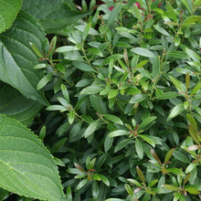 Load image into Gallery viewer, Shamrock Holly Shrubs