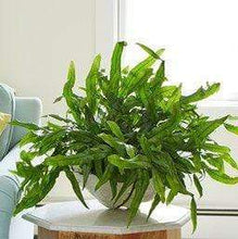 Load image into Gallery viewer, Kangaroo Paw Ferns