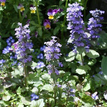 Load image into Gallery viewer, Ajuga Bronze Beauty