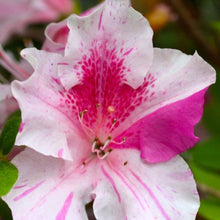 Load image into Gallery viewer, Azalea Conversation Piece Shrubs