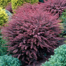 Load image into Gallery viewer, Rose Glow Barberry Shrubs