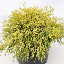 Load image into Gallery viewer, Cypress Gold Thread Shrubs