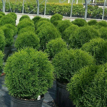Load image into Gallery viewer, Tater Tot Arborvitae Shrubs