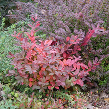 Load image into Gallery viewer, Itea Scentlandia Shrubs