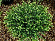 Load image into Gallery viewer, Helleri Holly Shrubs