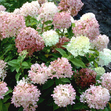 Load image into Gallery viewer, Limelight Hydrangea Shrubs