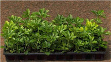 Load image into Gallery viewer, Pachysandra