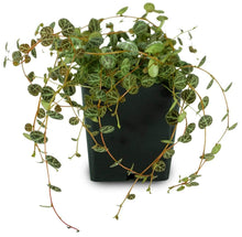 Load image into Gallery viewer, Peperomia prostrata String of Turtles Plants