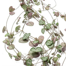 Load image into Gallery viewer, String of Hearts Plants