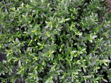 Load image into Gallery viewer, Soft Touch Holly Shrubs
