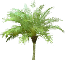 Load image into Gallery viewer, Date Palm Plants
