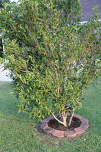 Load image into Gallery viewer, Tea Olive Shrubs
