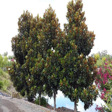 Load image into Gallery viewer, Little Gem Magnolia Trees
