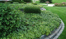 Load image into Gallery viewer, Pachysandra
