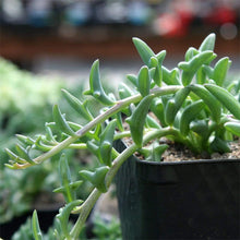 Load image into Gallery viewer, String of Dolphins Plants

