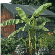 Load image into Gallery viewer, Banana 'Musa basjoo' Plants
