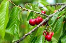 Load image into Gallery viewer, Sweet Southern Cherry Trees
