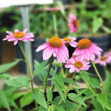 Load image into Gallery viewer, Echinacea Pow Wow Wild Berry
