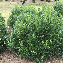 Load image into Gallery viewer, Holly Inkberry Compacta Shrubs

