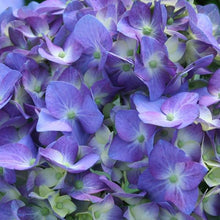 Load image into Gallery viewer, Let's Dance Blue Jangles Hydrangea Shrubs

