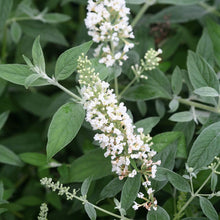 Load image into Gallery viewer, Lo and Behold Ice Chip Butterfly Bush
