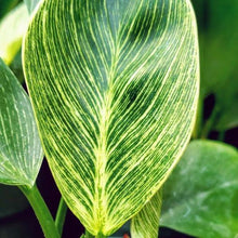 Load image into Gallery viewer, Philodendron Birkin
