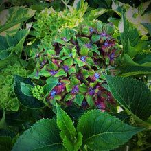 Load image into Gallery viewer, Pistachio Hydrangea Shrubs
