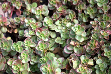 Load image into Gallery viewer, Dragon's Blood Sedum

