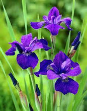 Load image into Gallery viewer, Iris Caesars Brother
