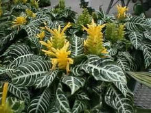 Load image into Gallery viewer, Zebra Plants
